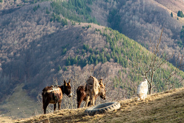 Donkey in the mountains, Romania