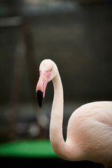 greater flamingo