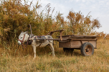 donkey with a cart resting near the bushes by the river
