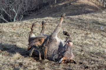 Donkey fun