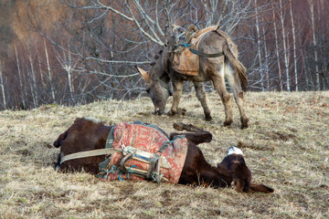  Donkey in fun