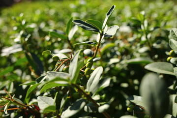  green bushes in summer in nature as a landscape design