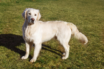 Beautiful Golden Retriever dog on the green grass