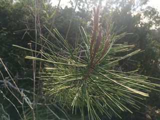Pine
