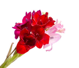 beautiful bright gladiolus flower spring bouquet isolated on the white