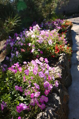 bright flowerbed with various flowers in the yard, landscape design