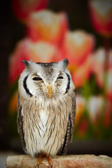 owl