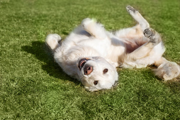 Naklejka na ściany i meble Beautiful Golden Retriever dog lying on the grass