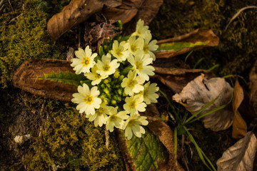 Early spring flower in the forest, wild primrose with moss and dry leaves