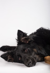 Portrait of beautiful mixed breed Border Collie bitch lying on its side looking towards camera. Vertical image.