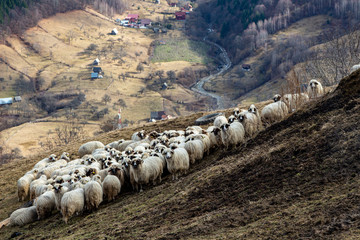  Sheep in the mountains