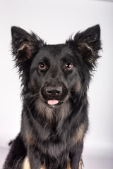 Funny young mixed race Border Collie looking at camera with tongue out on white background Isolated image.