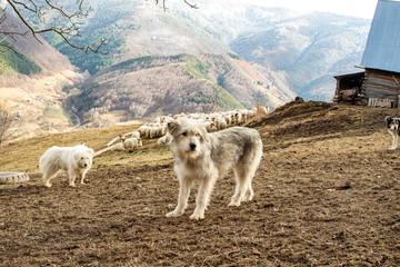 Sheepdogs