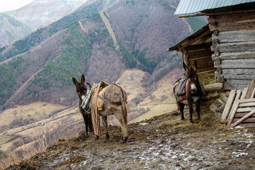 Fototapeta na wymiar Donkey in the mountains