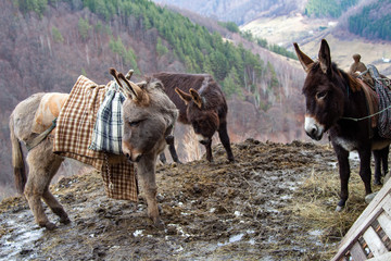 Fototapeta na wymiar Donkey in the mountains of Romania