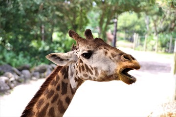 giraffe head shot open mouth