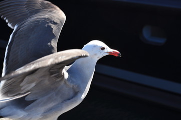 SD Bird