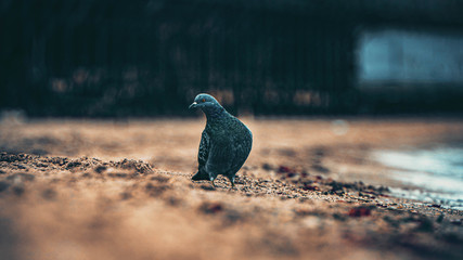 Pigeon On The Sand Near The Sea. A Gray Pigeon In The Beach. High Quality Photo