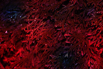 Red abstract background image on the basis of the branches of the arborvitae or thuja