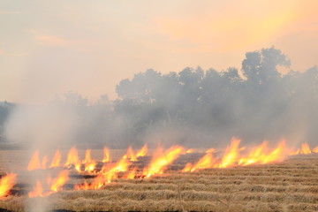 Burn dry straw in the field on the side of the road in Thailand