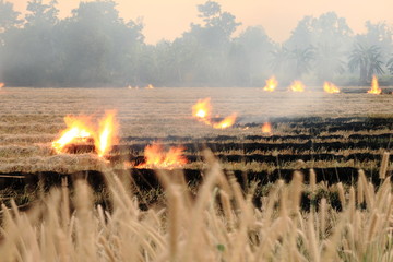 Burn dry straw in the field on the side of the road in Thailand