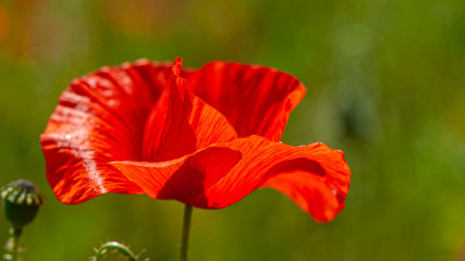 Red field poppy on a blurry green background.