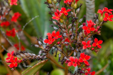 red flowers in the garden