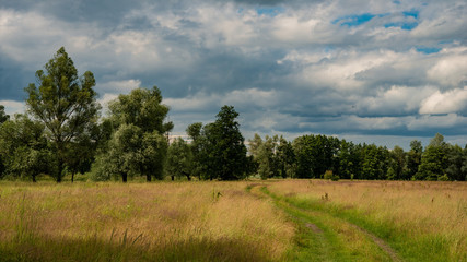 Forest, clouds, meadow and dirt road.
