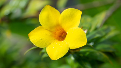buttercup on green background