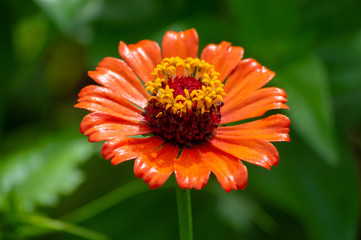 Zinnia