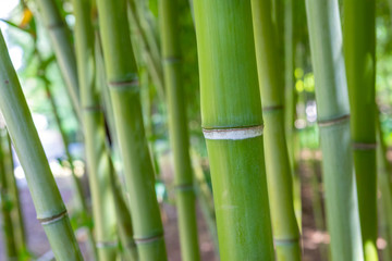 Bamboo stem close up in bamboo forest. Natural background in soft daylight.