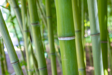 Fototapeta na wymiar Bamboo stem close up in bamboo forest. Natural background in soft daylight.