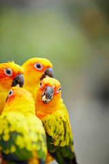 Sun conure at bird garden