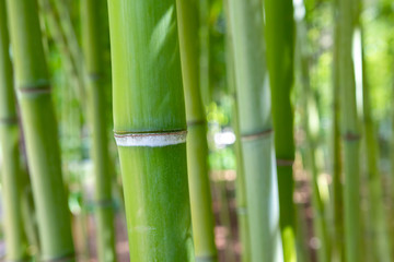 Obraz premium Bamboo stem close up in bamboo forest. Natural greenery background.