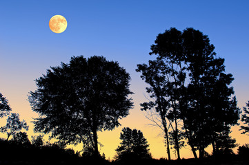 Spring landscape of silhouetted trees and full moon at dawn, Michigan, USA