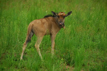 Tiere Afrikas