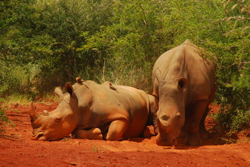 Nashorn