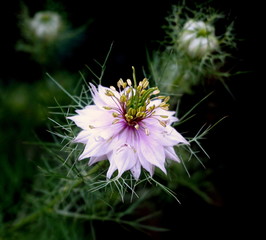 Beautiful nigella flower
