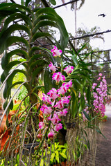 Orchids in the garden