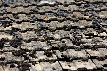 Texture of old dilapidated partially cracked worn out roof tiles covered with small patches of dark green moss background wallpaper