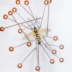 Mounted ichneumonidae wasp on a white background