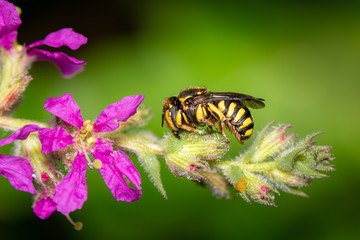 Small anthidium bee sleeping on a flower