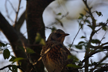 Naumann's Thrush ( Turdus naumanni )