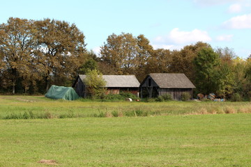 Two old wooden barn and outdoor storage buildings made from dilapidated wooden boards next to piles of open and nylon covered hay bales surrounded with uncut grass and tall trees in background