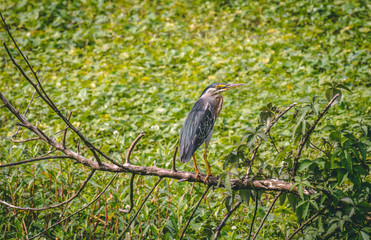 Bird on branch