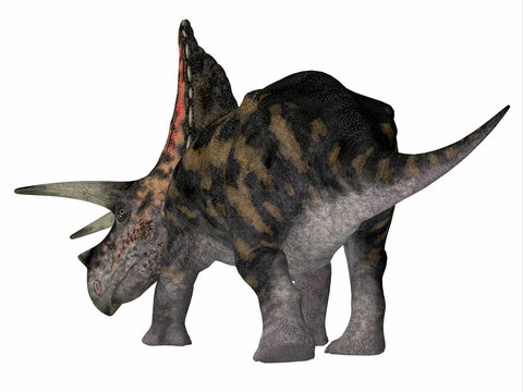 Torosaurus Dinosaur Tail - Torosaurus was a horned herbivorous Ceratopsian dinosaur that lived in North America during the Cretaceous Period.