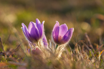 Pulsatilla Grandis on a meadow in the afternoon sunshine. Purple flowers on a spring meadow