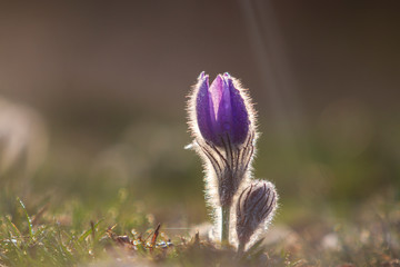 Pulsatilla Grandis on a meadow in the afternoon sunshine. Purple flowers on a spring meadow