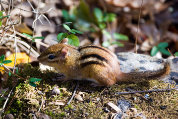 Chipmunk