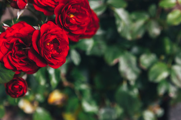 Beautiful red rose flowers in summer time. Nature background with flowering scarlet roses. Inspirational natural floral spring blooming garden or park backdrop. Beauty flower vintage retro art design.